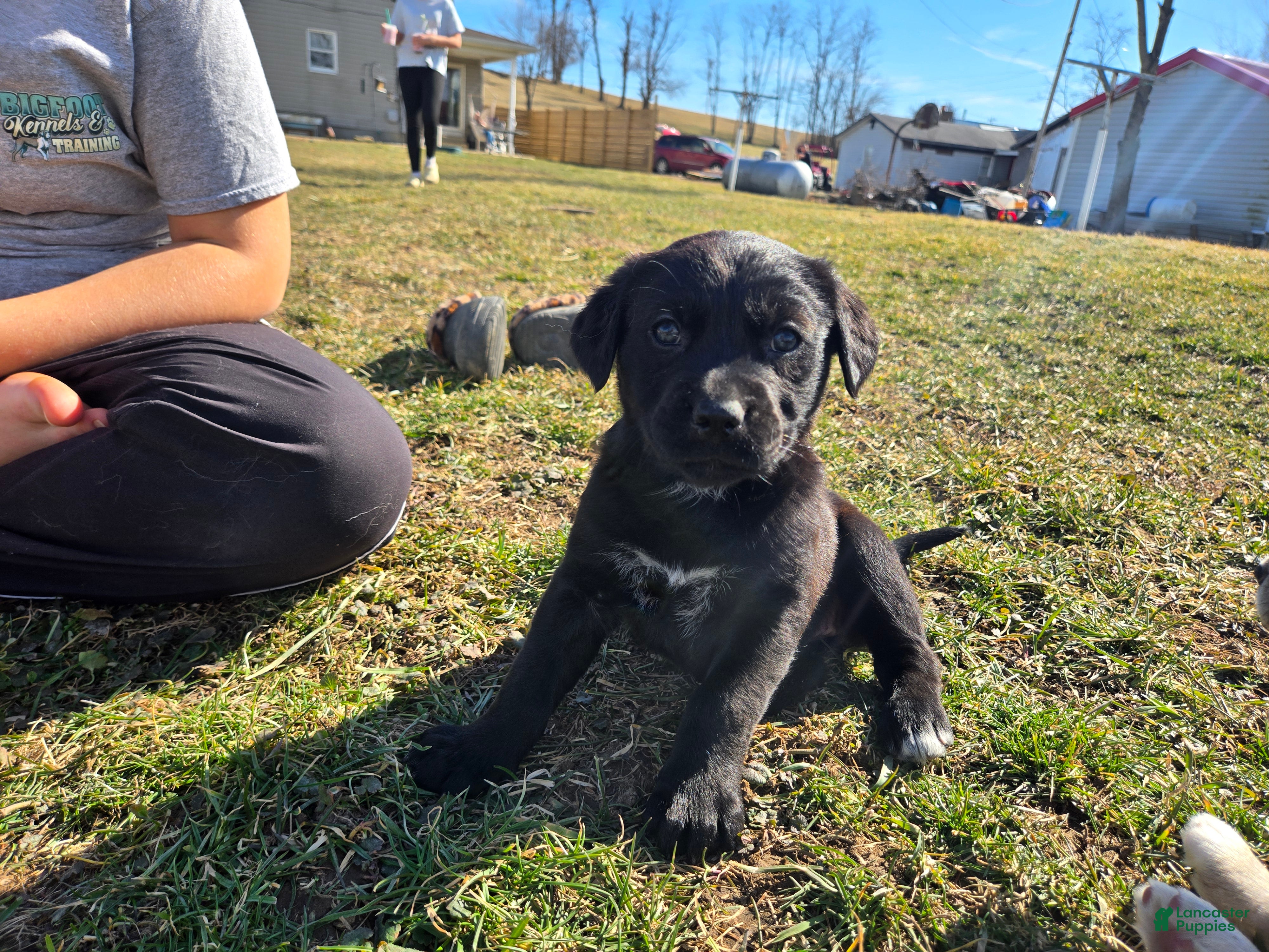 Mixed Breed dogs Truffle - Ad 27