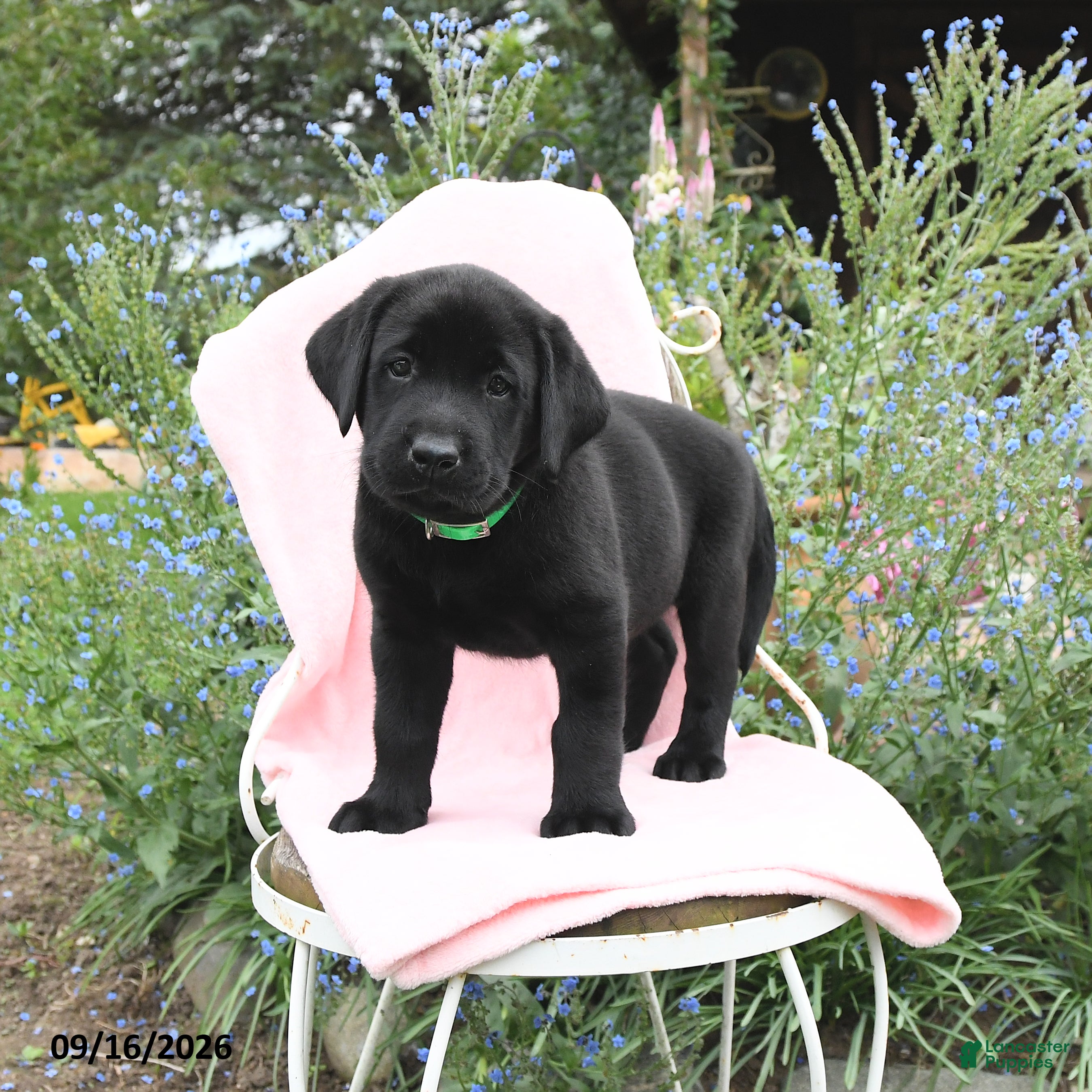 Labrador Retriever dogs for sale: Max - Ad 1