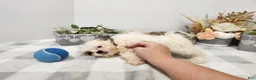 Teddy Bear dogs for sale: Curtis - Ad 22