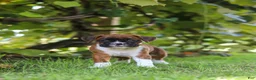 Boxer dogs for sale: Dally - Ad 7