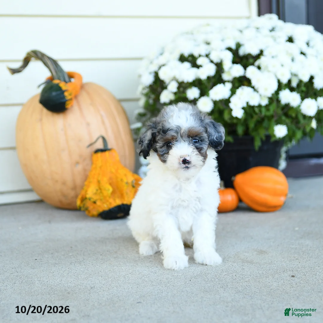 Mini Goldendoodle dogs for sale: Italy - Ad 1