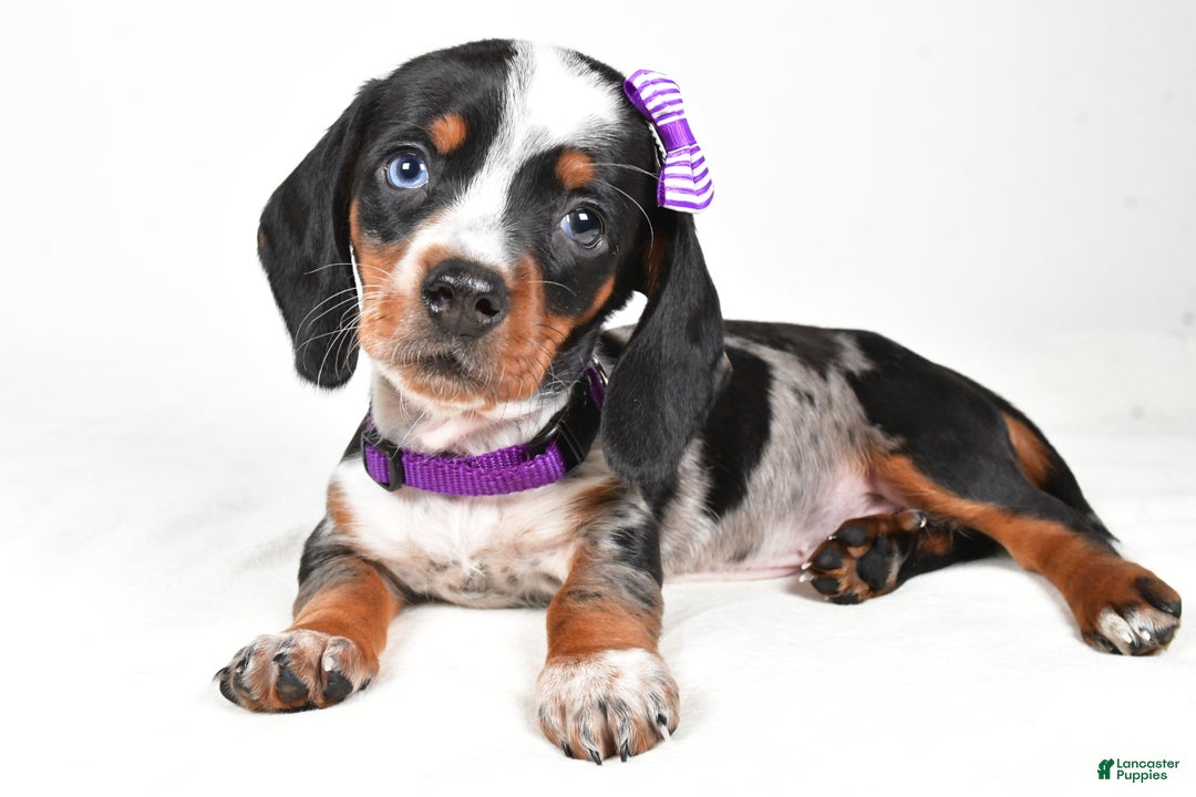 Miniature Dachshund dogs for sale: Katie - Ad 2