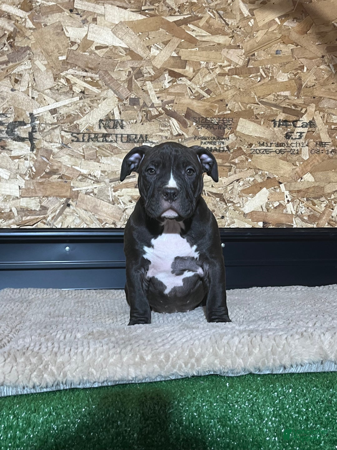 American Bully dogs for sale: Raven - Ad 2