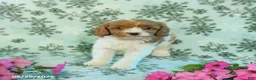 Cavapoo dogs for sale: Spotty - Ad 2