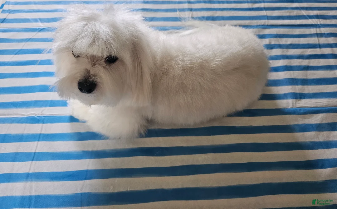 Maltese dogs for sale: Maltese Puppy 1 - Ad 3