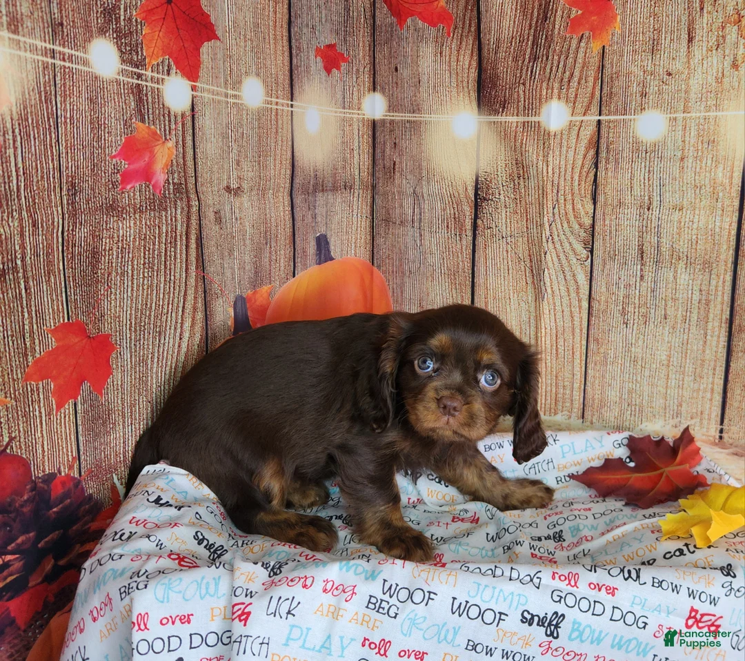 Cavalier King Charles Spaniel dogs for sale: AKC Molly - Ad 2
