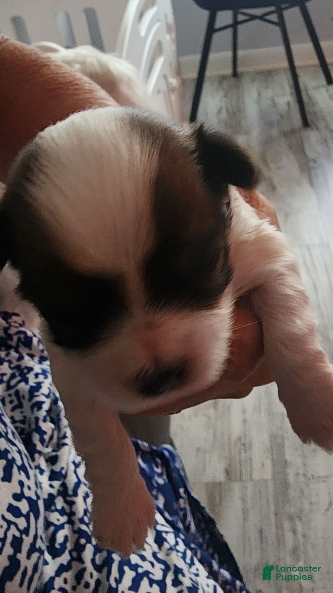 Morkie dogs Morkie 3 - Ad 2