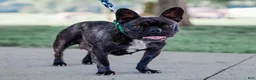French Bulldog dogs for sale: Miracle - Ad 5