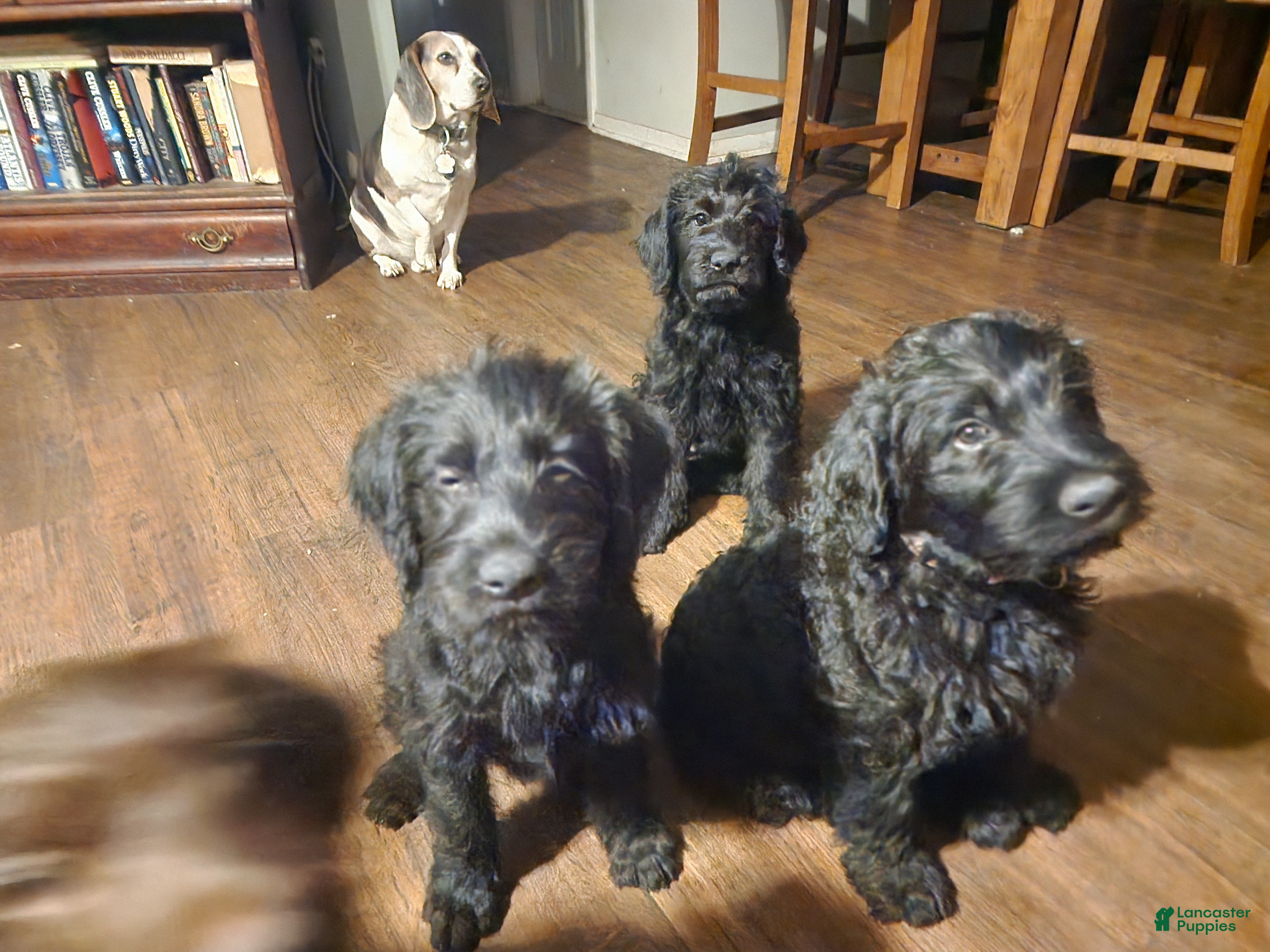 Labradoodle dogs for sale: Labradoodle gray collar - Ad 2