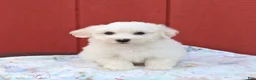 Maltese dogs for sale: Nipper - Ad 5