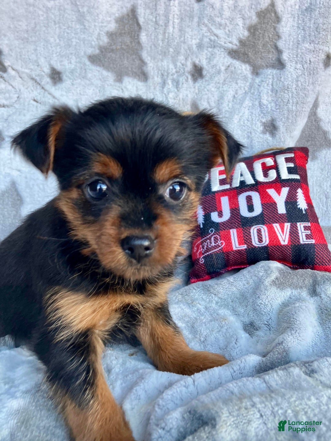 Yorkshire Terrier dogs for sale: Stella  - Ad 4