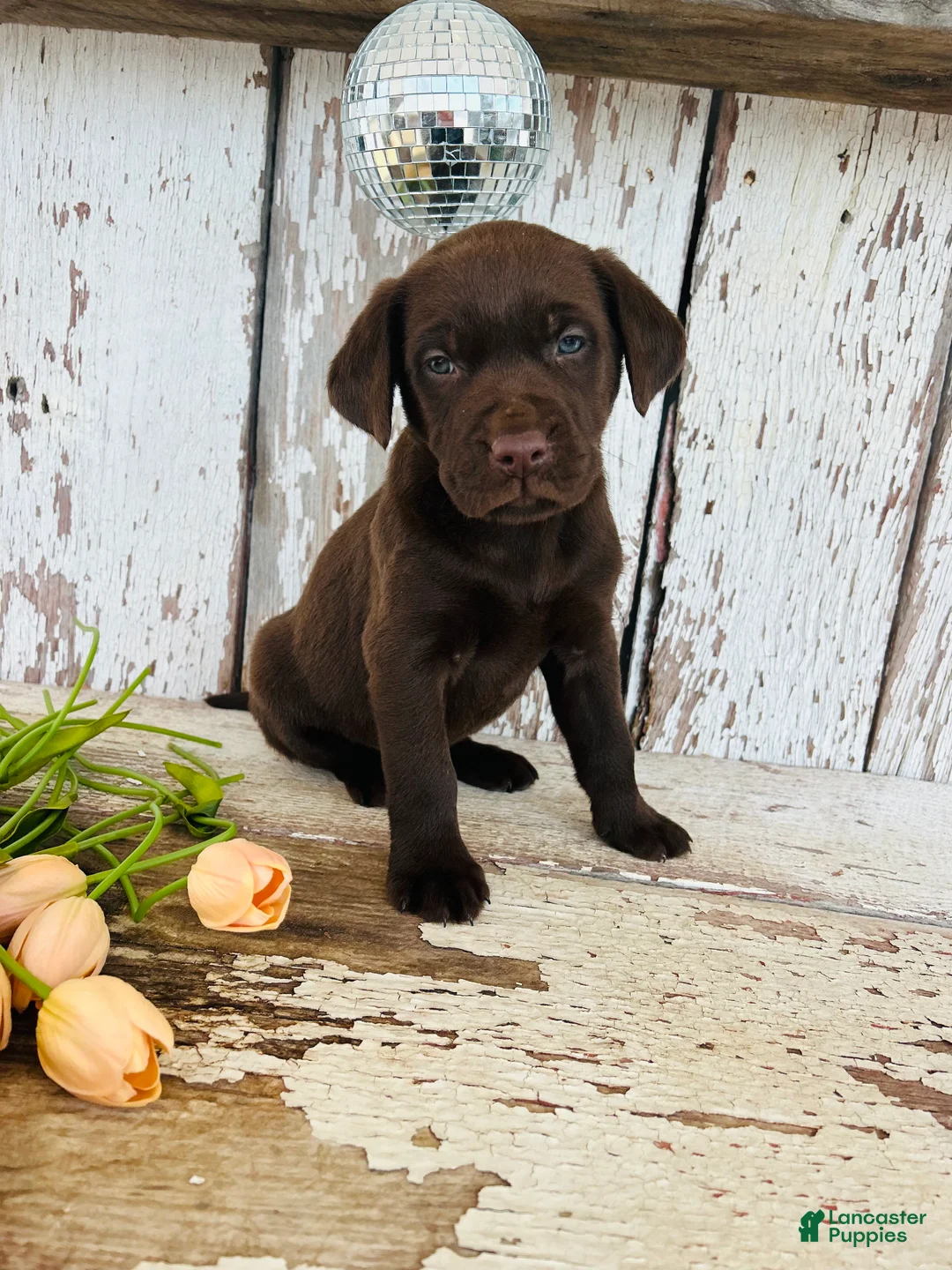 Labrador Retriever dogs for sale: Max - Ad 6