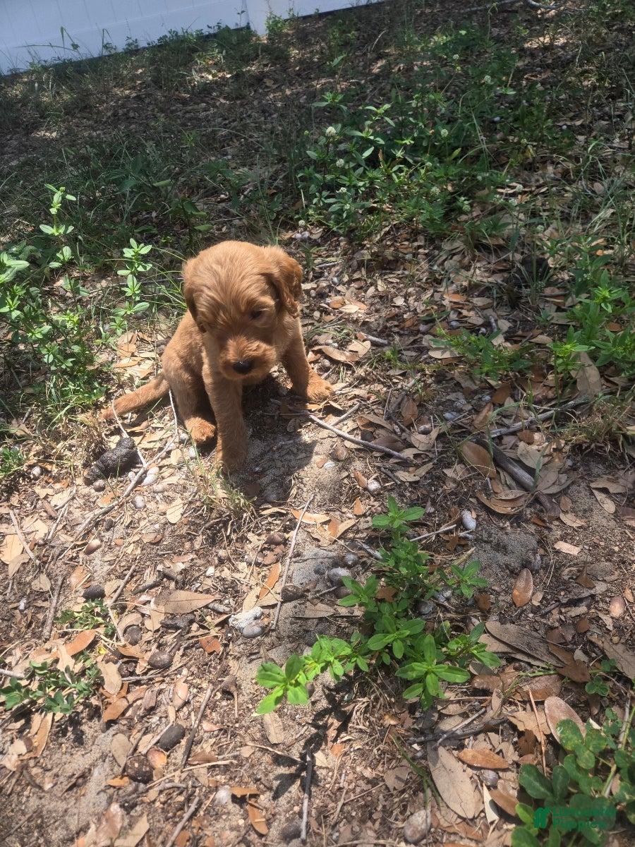 Goldendoodle dogs Rex - Ad 1