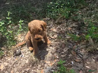 Goldendoodle dogs for sale: Rex - Ad 4