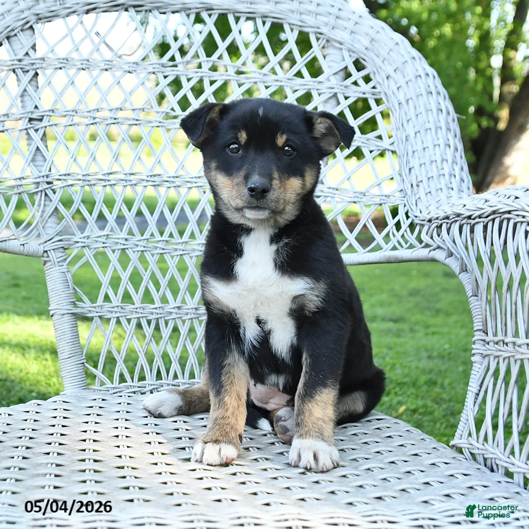 Mixed Breed dogs for sale: Mocha - Ad 2