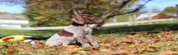 German Shorthaired Pointer dogs for sale: Asher - Ad 8