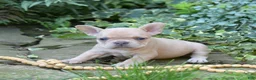 French Bulldog dogs for sale: Autumn - Ad 5
