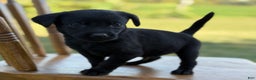 Labrador Retriever dogs for sale: Frisky - Ad 2