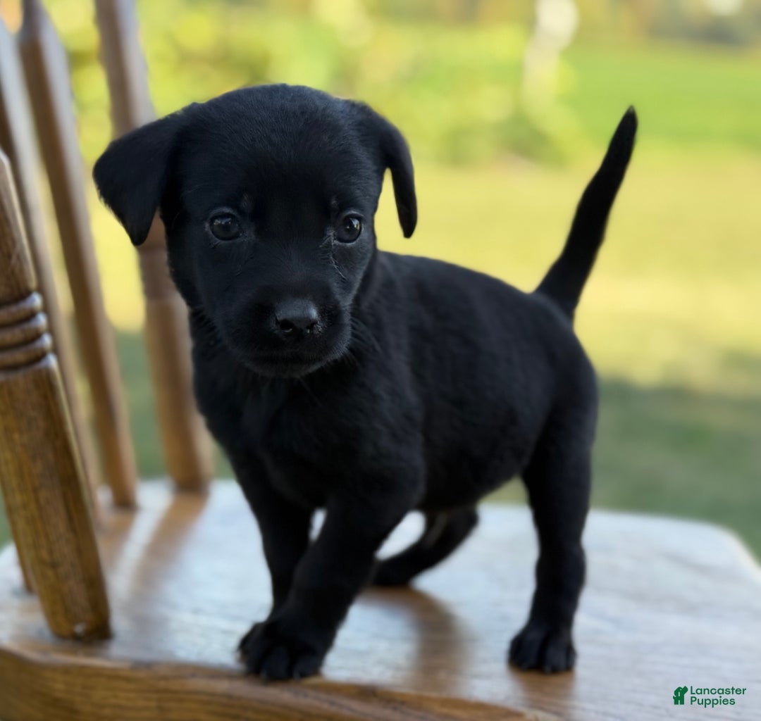 Labrador Retriever dogs for sale: Frisky - Ad 2