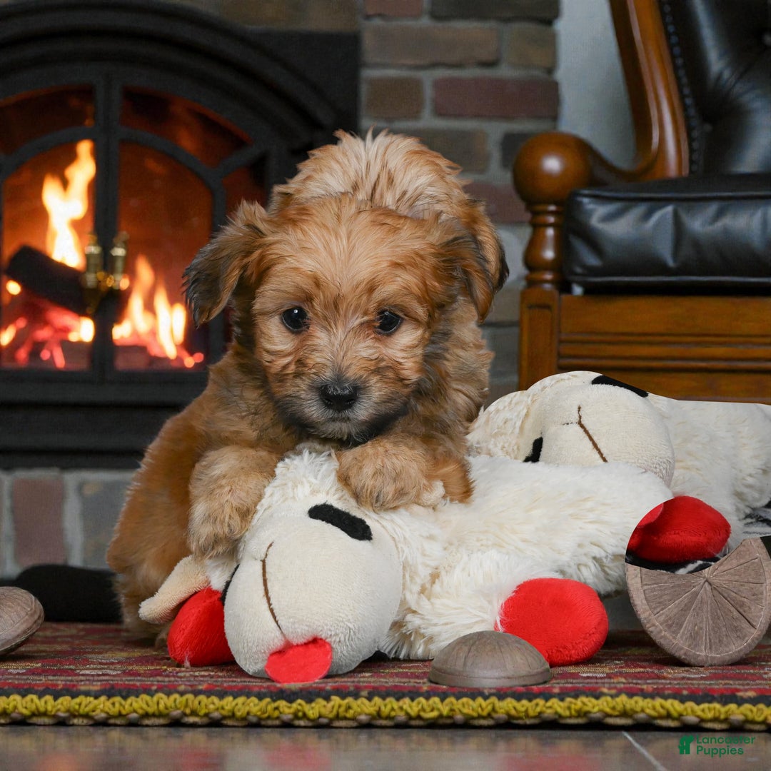 Morkie dogs for sale: OLLIE - Ad 5