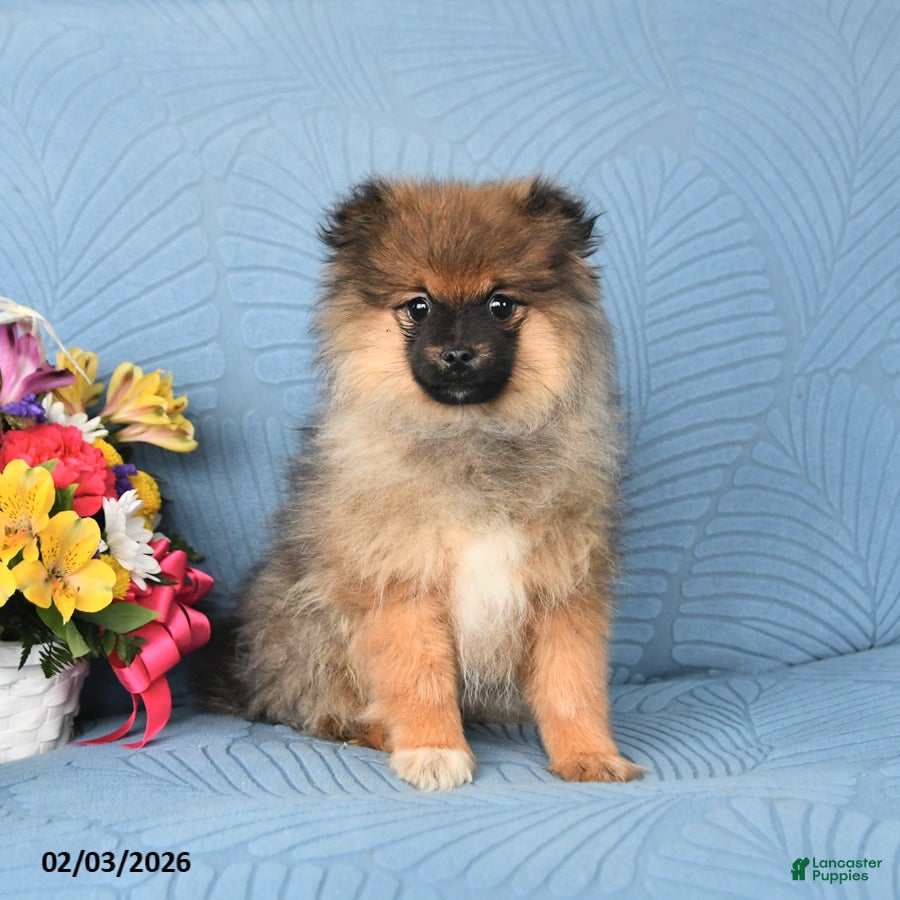Pomeranian dogs Benji - Ad 36