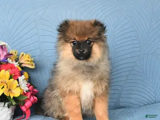 Pomeranian dogs Benji - Ad 36