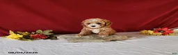 Cavapoo dogs for sale: Tonya - Ad 4