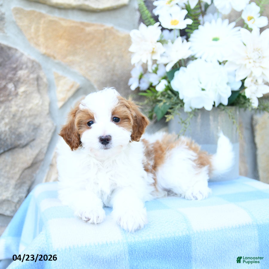 Mini Goldendoodle dogs Pebbles - Ad 2