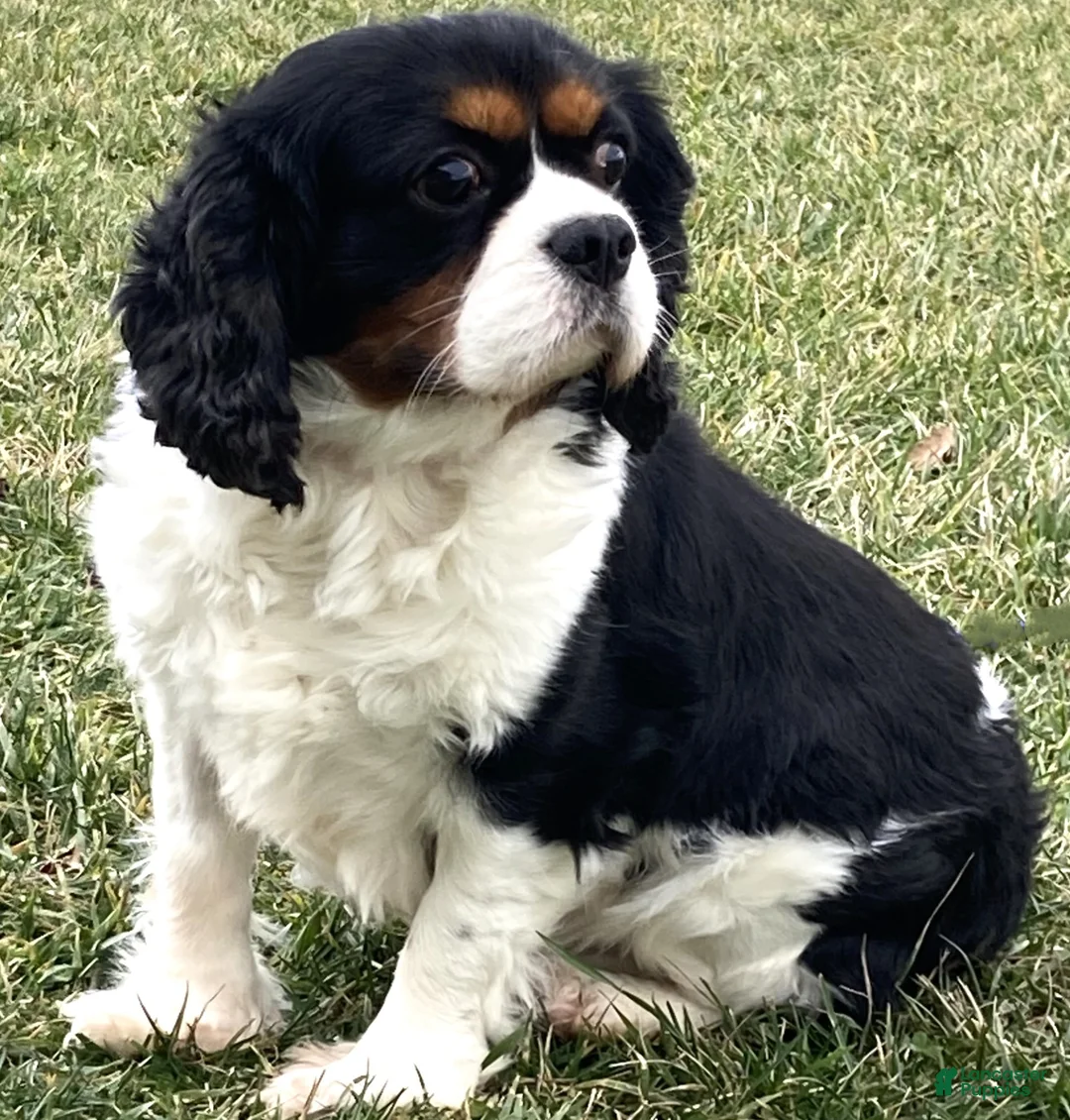 Cavalier King Charles Spaniel dogs for sale: Blaze | Genetically Screened  - Ad 19