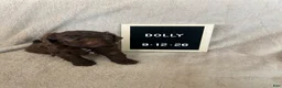 Lagotto Romagnolo dogs for sale: Dolly - Ad 1