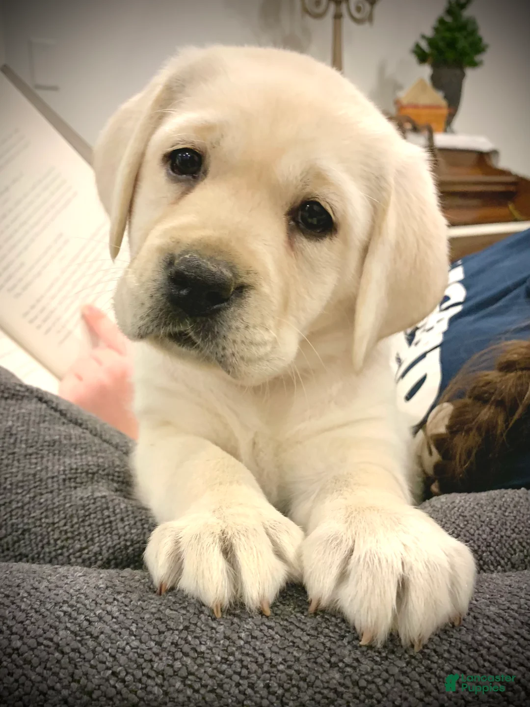 Labrador Retriever dogs for sale: Hazel - Ad 2