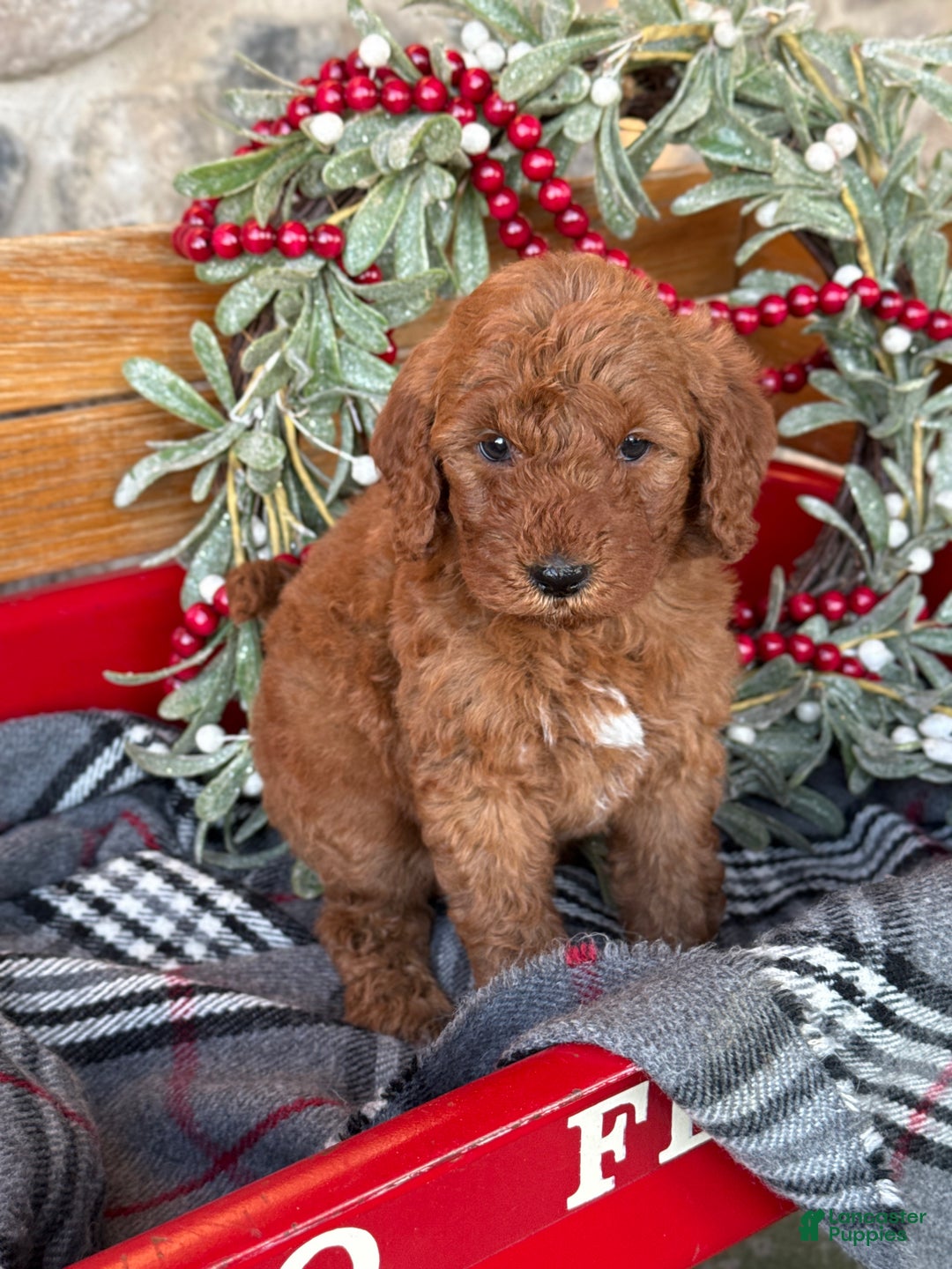 Mini Goldendoodle dogs for sale: Ivy - Ad 3
