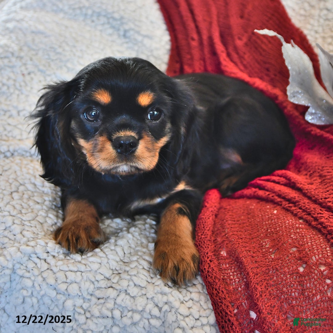Cavalier King Charles Spaniel dogs for sale: Addy- (chocolate carrier) - Ad 3