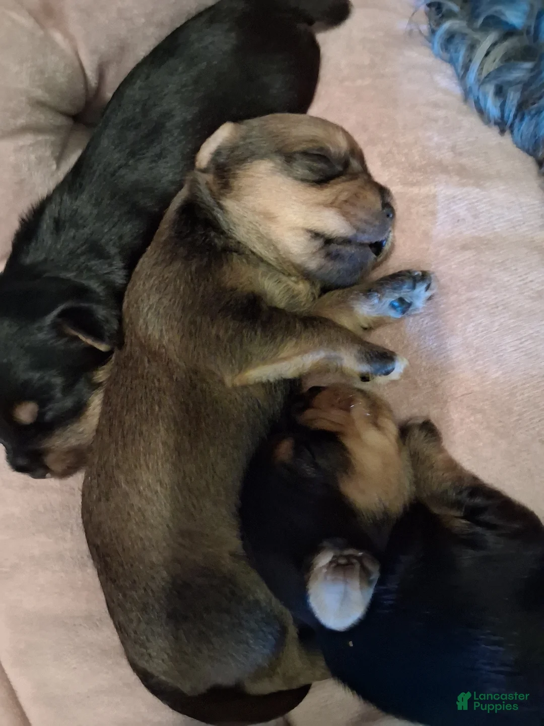 Yorkshire Terrier dogs for sale: Yorkshire Terrier Puppy 5 - Ad 2