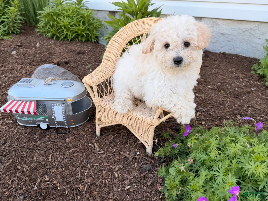 Bichpoo dogs for sale: Muddy - Ad 1