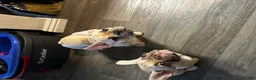 French Bulldog dogs for sale: Fawn frenchie - Ad 3