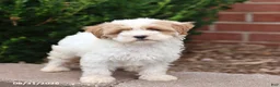 Maltipoo dogs for sale: Norah - Ad 3