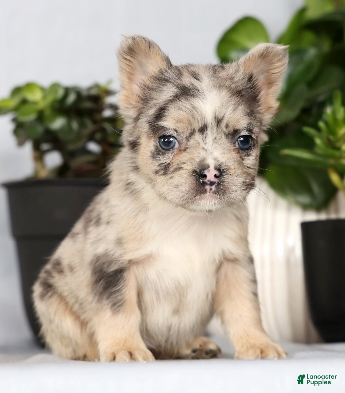 French Bulldog dogs Nellie - Ad 2