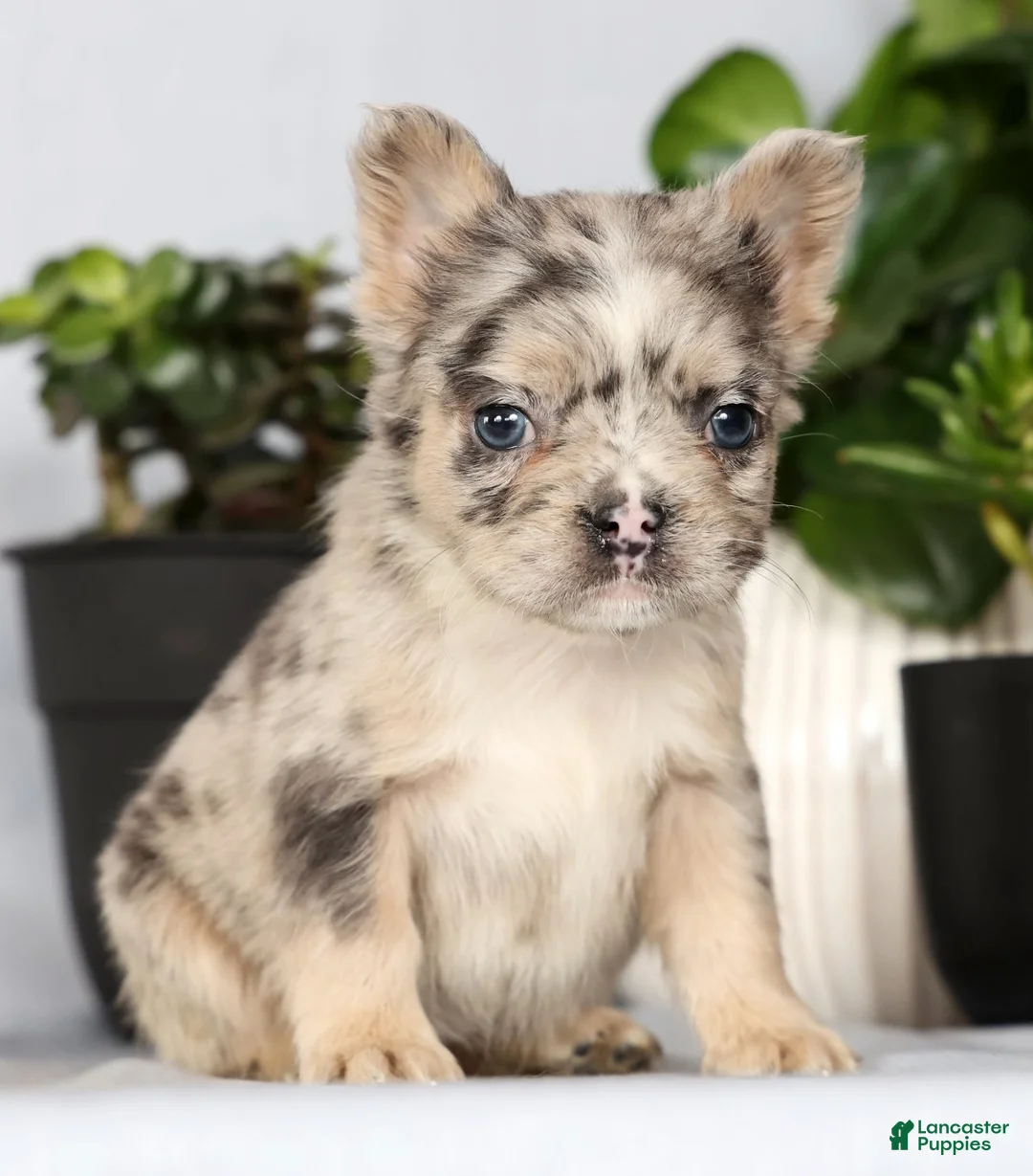 French Bulldog dogs for sale: Nellie - Ad 2