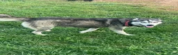 Pomsky dogs for sale: Harley - Ad 4