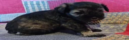 Miniature Schnauzer dogs for sale: Girl 1 - Ad 8