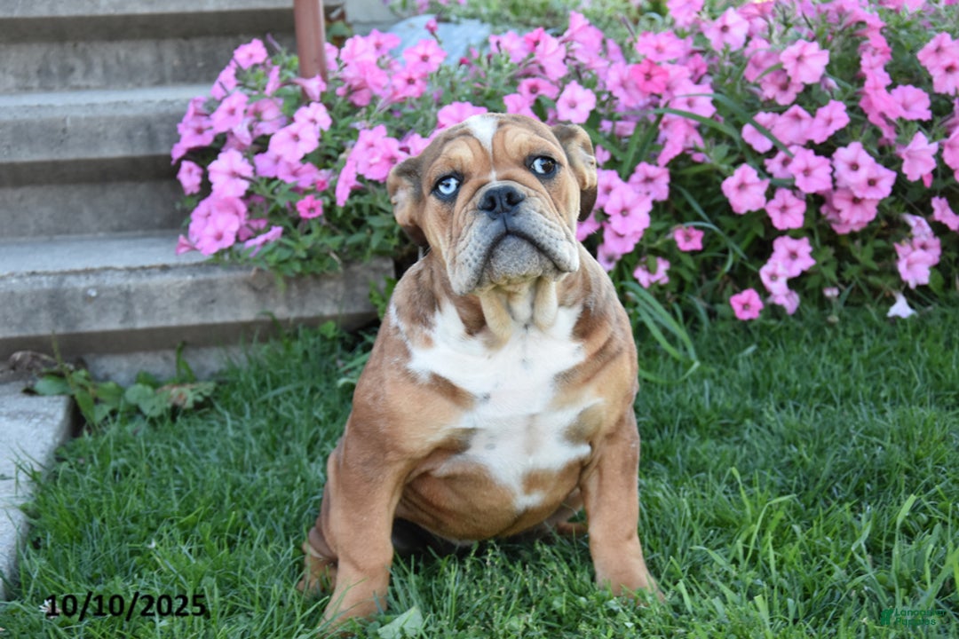 Mixed Breed dogs for sale: Macey - Image 1