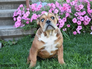 Mixed Breed dogs Macey - Ad 18