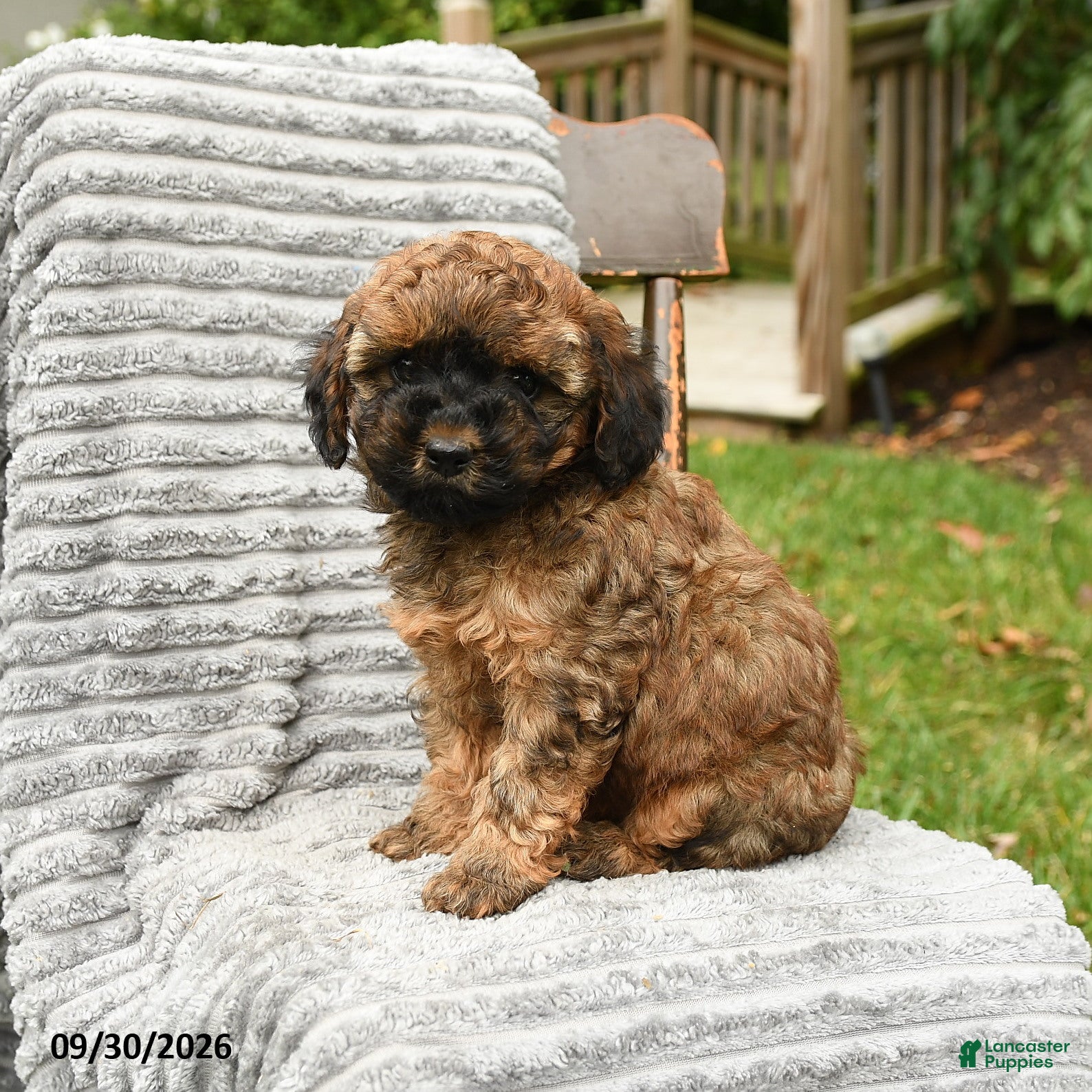 Cockapoo dogs Hazel - Ad 2