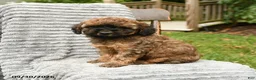 Cockapoo dogs for sale: Hazel - Ad 2
