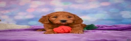 Mini Goldendoodle dogs for sale: REAGAN - Ad 5