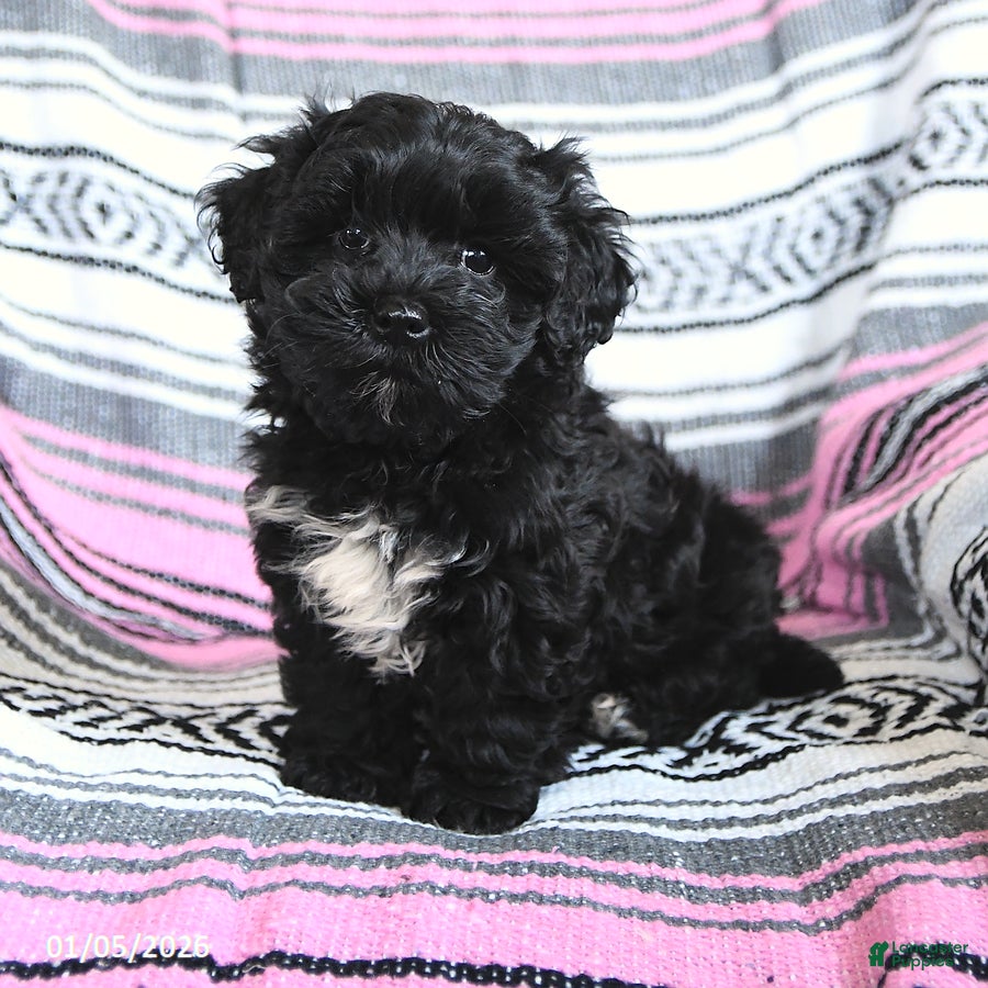 Mixed Breed dogs Isabel  - Ad 35