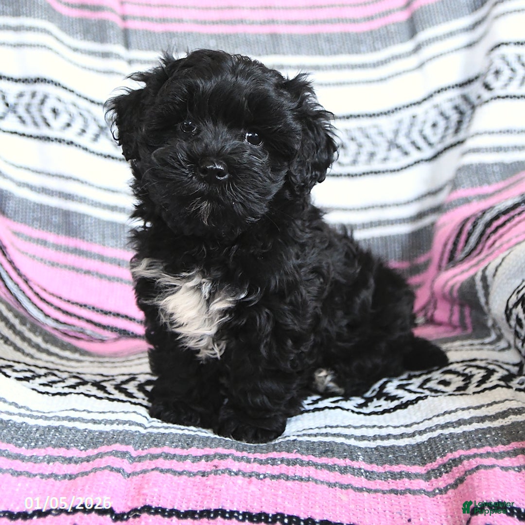 Mixed Breed dogs for sale: Isabel  - Ad 1