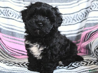 Mixed Breed dogs Isabel - Ad 35