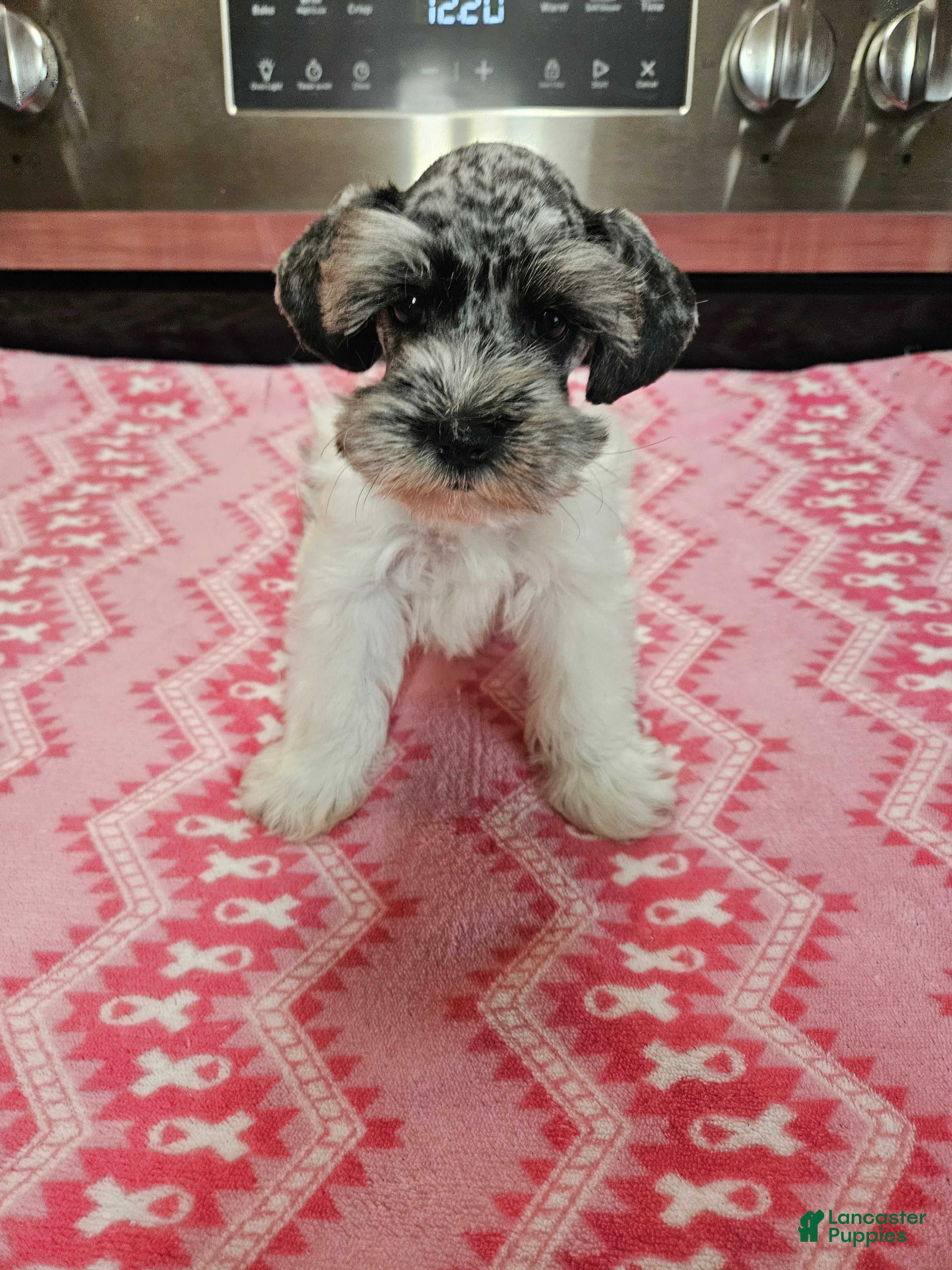 Miniature Schnauzer dogs Blue merle parti female  - Ad 37